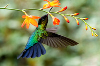 Magnificent Hummingbird Male