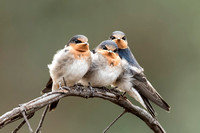 Welcome Swallow Fledglings