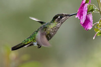 Magnificent Hummingbird Female