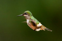Festive Coquette Hummingbird, Female