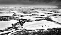 Weddell Sea Adelies