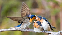 Welcome Swallow feeding its fledgling 2