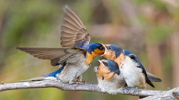 Welcome Swallow feeding its fledgling 2