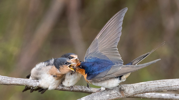 Welcome Swallow feeding its fledgling